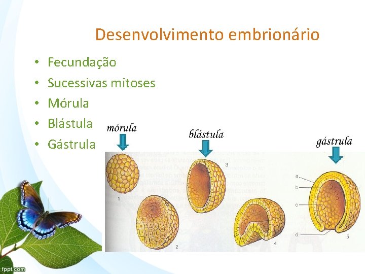 Desenvolvimento embrionário • • • Fecundação Sucessivas mitoses Mórula Blástula Gástrula 