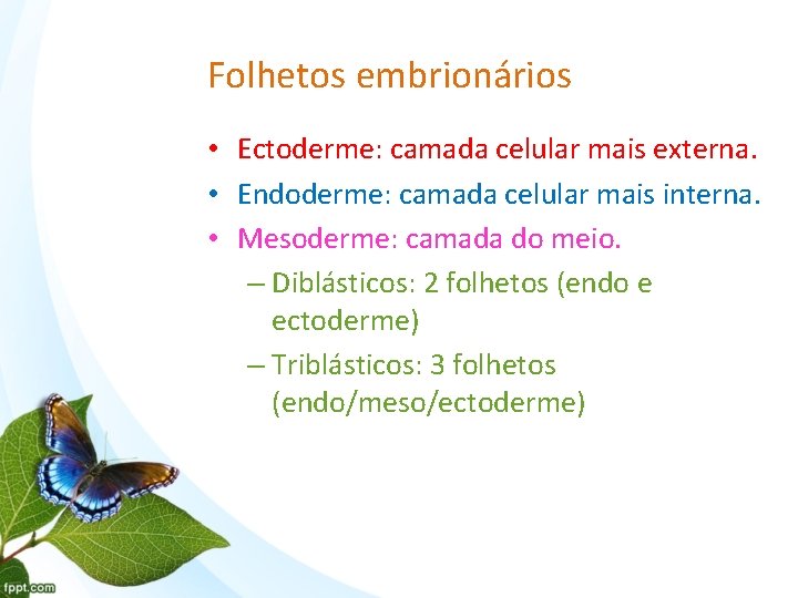 Folhetos embrionários • Ectoderme: camada celular mais externa. • Endoderme: camada celular mais interna.