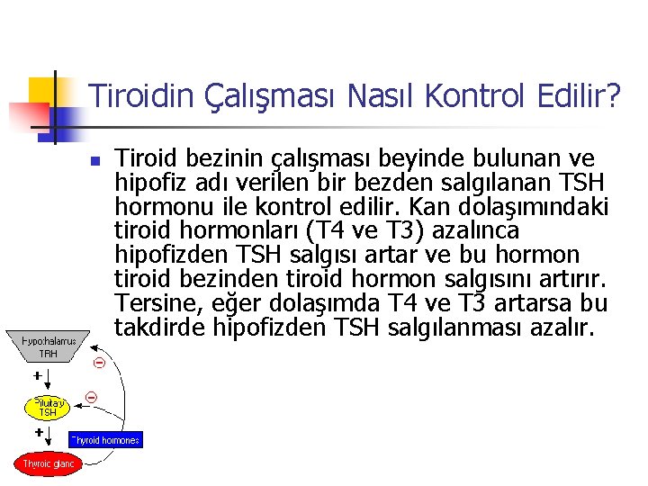 Tiroidin Çalışması Nasıl Kontrol Edilir? n Tiroid bezinin çalışması beyinde bulunan ve hipofiz adı