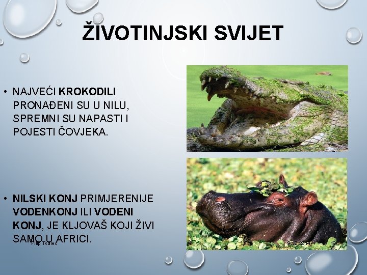 ŽIVOTINJSKI SVIJET • NAJVEĆI KROKODILI PRONAĐENI SU U NILU, SPREMNI SU NAPASTI I POJESTI