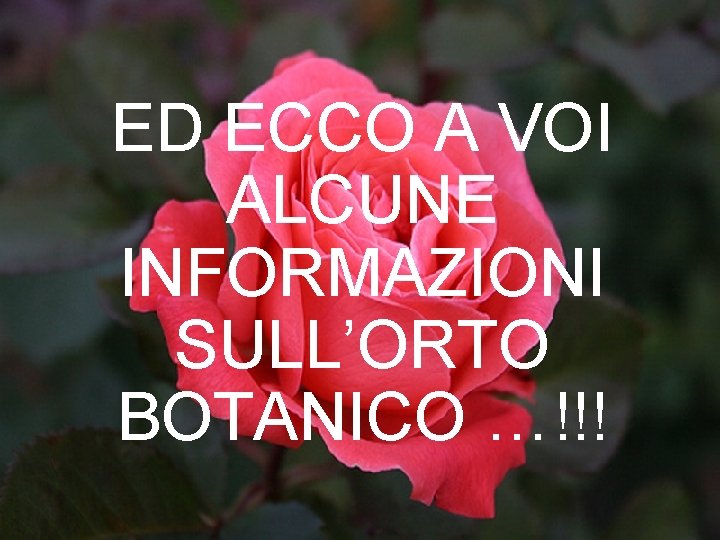 ED ECCO A VOI ALCUNE INFORMAZIONI SULL’ORTO BOTANICO …!!! 