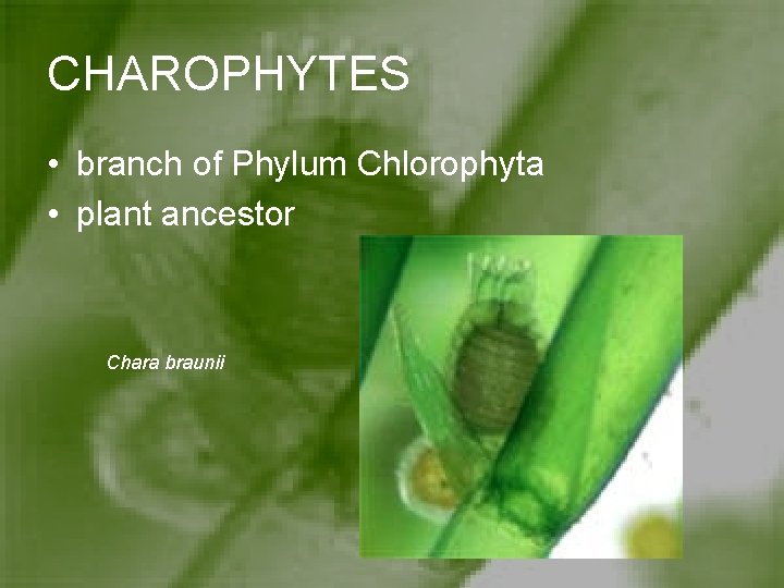 CHAROPHYTES • branch of Phylum Chlorophyta • plant ancestor Chara braunii CHAROPHYTES • branch of Phylum Chlorophyta • plant ancestor Chara braunii