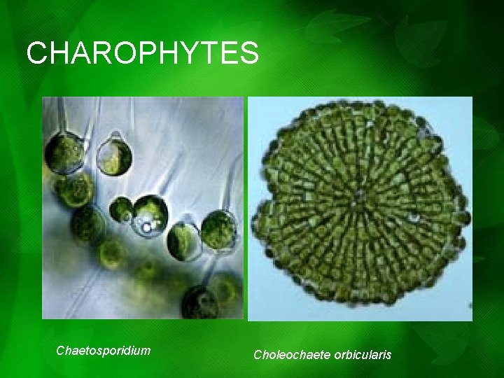 CHAROPHYTES Chaetosporidium Choleochaete orbicularis CHAROPHYTES Chaetosporidium Choleochaete orbicularis