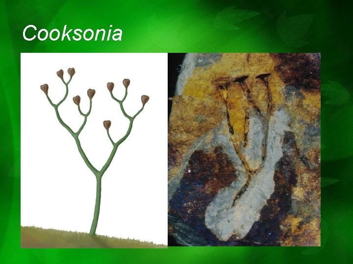Cooksonia Cooksonia