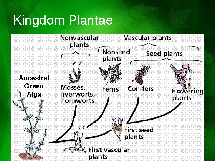 Kingdom Plantae Kingdom Plantae