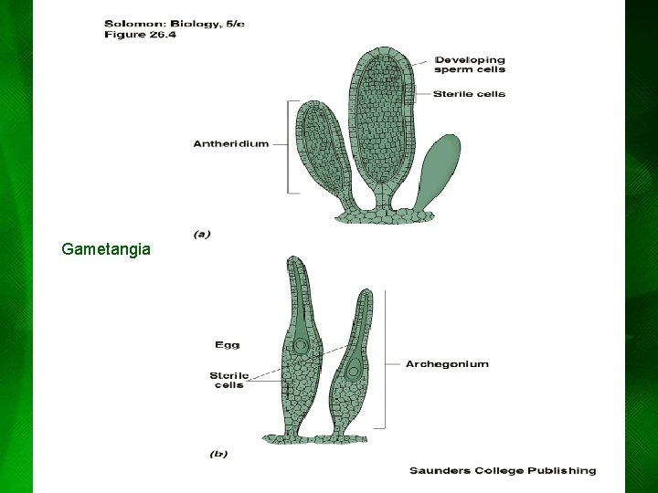 Gametangia Gametangia