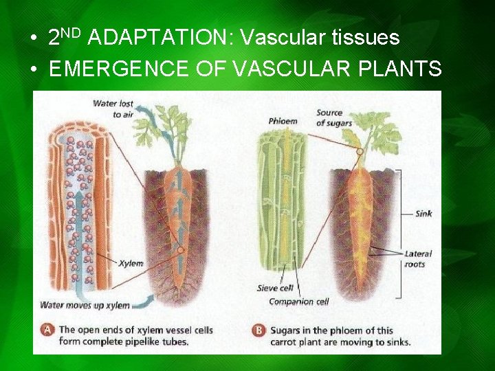 • 2 ND ADAPTATION: Vascular tissues • EMERGENCE OF VASCULAR PLANTS • 2 ND ADAPTATION: Vascular tissues • EMERGENCE OF VASCULAR PLANTS