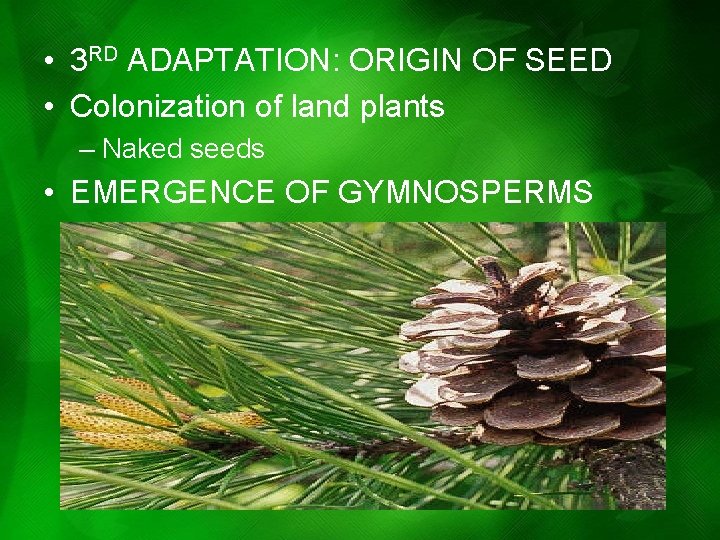 • 3 RD ADAPTATION: ORIGIN OF SEED • Colonization of land plants – • 3 RD ADAPTATION: ORIGIN OF SEED • Colonization of land plants –