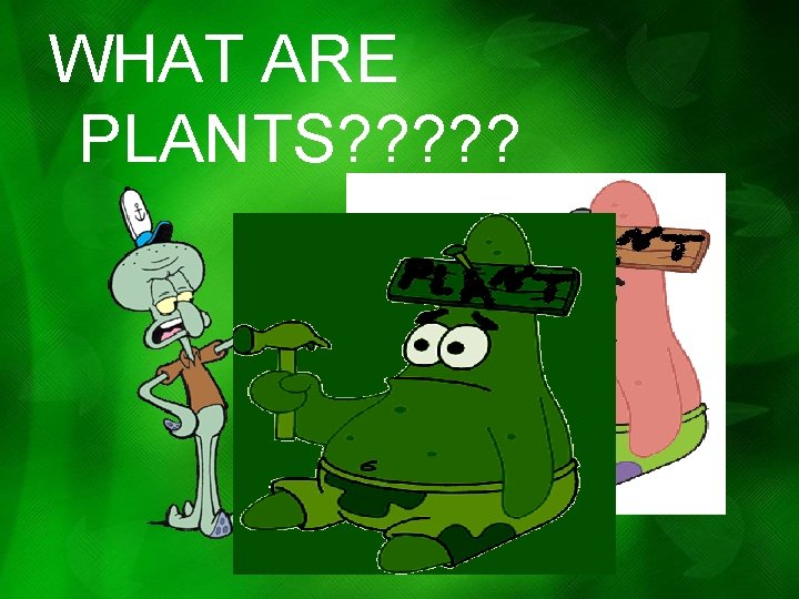 WHAT ARE PLANTS? ? ? WHAT ARE PLANTS? ? ?