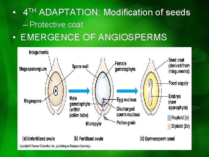 • 4 TH ADAPTATION: Modification of seeds – Protective coat • EMERGENCE OF • 4 TH ADAPTATION: Modification of seeds – Protective coat • EMERGENCE OF