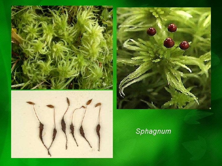Sphagnum Sphagnum
