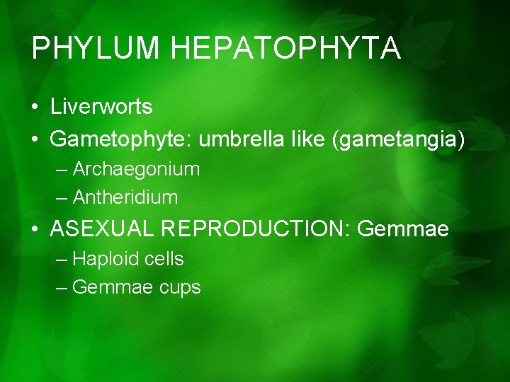 PHYLUM HEPATOPHYTA • Liverworts • Gametophyte: umbrella like (gametangia) – Archaegonium – Antheridium • PHYLUM HEPATOPHYTA • Liverworts • Gametophyte: umbrella like (gametangia) – Archaegonium – Antheridium •