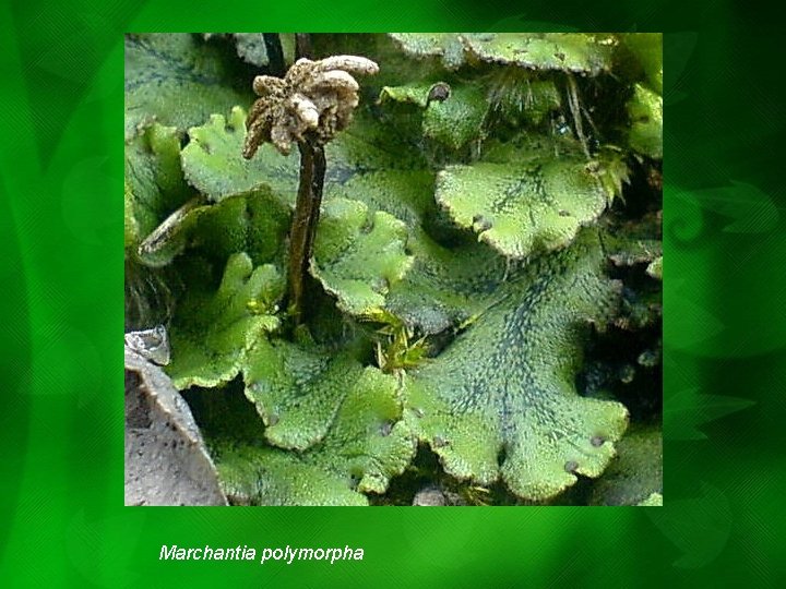 Marchantia polymorpha Marchantia polymorpha