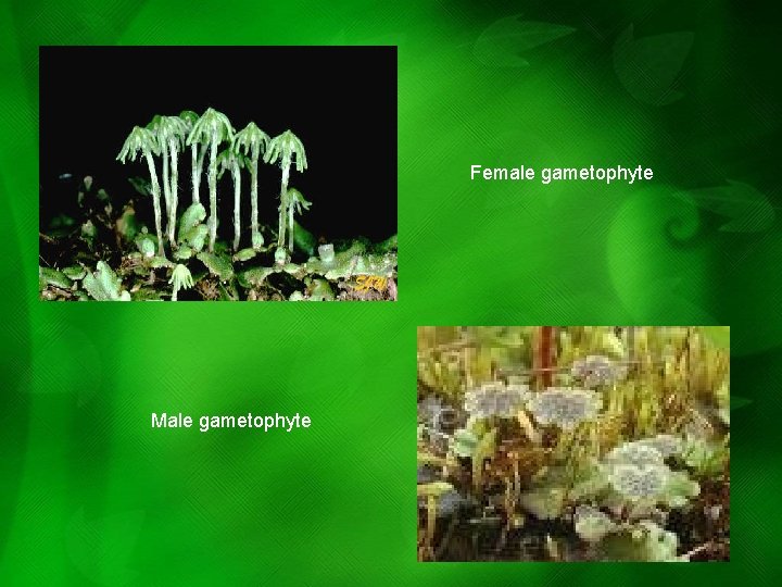 Female gametophyte Male gametophyte Female gametophyte Male gametophyte