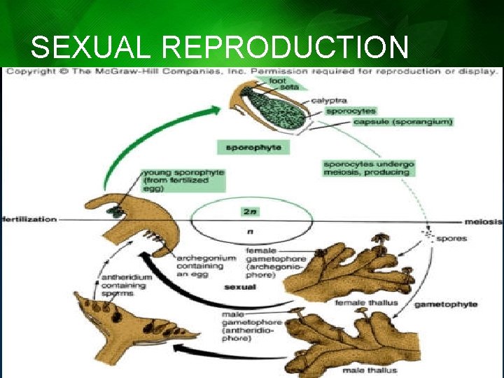 SEXUAL REPRODUCTION SEXUAL REPRODUCTION