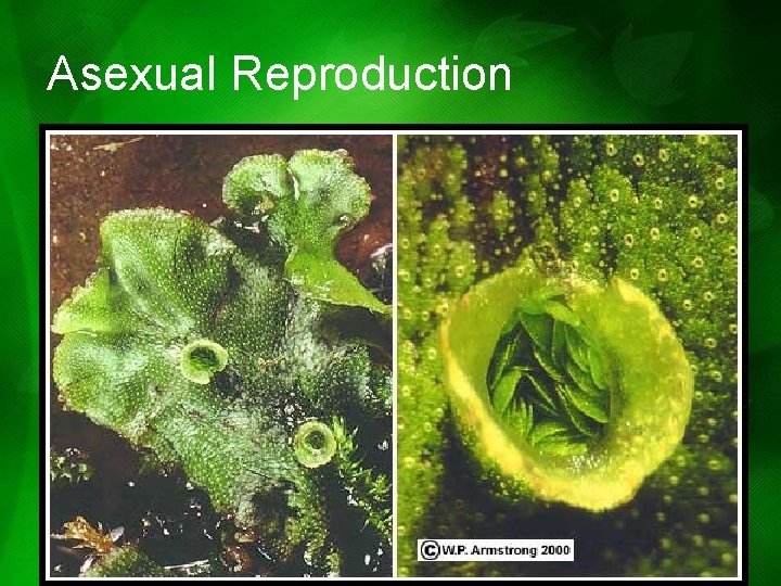 Asexual Reproduction Asexual Reproduction