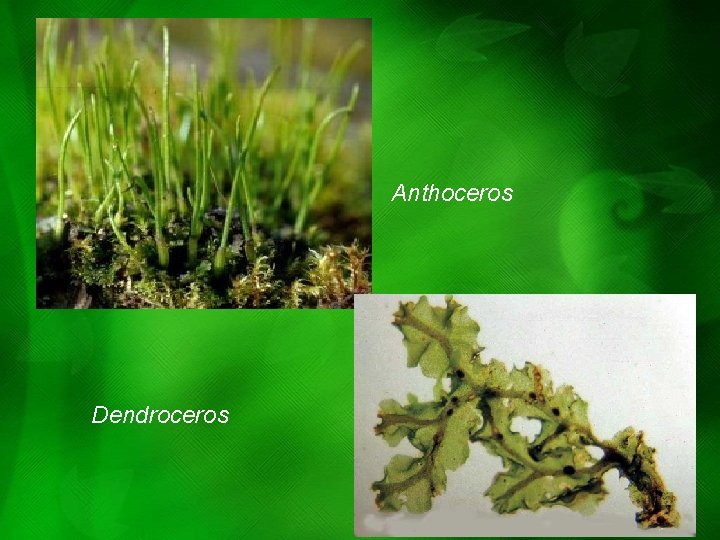 Anthoceros Dendroceros Anthoceros Dendroceros