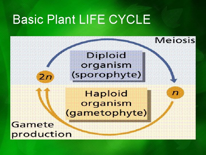 Basic Plant LIFE CYCLE Basic Plant LIFE CYCLE