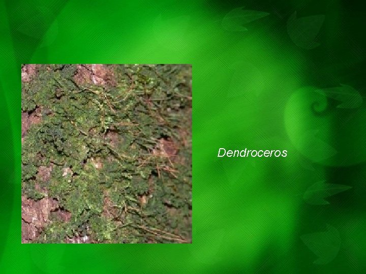 Dendroceros Dendroceros