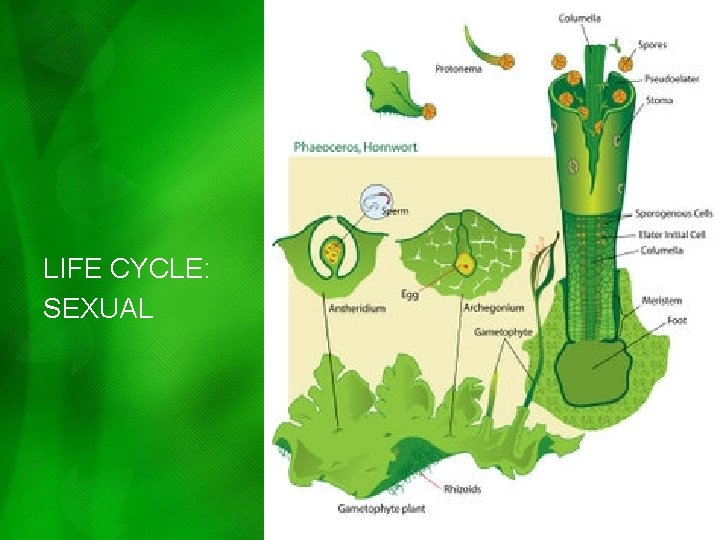 LIFE CYCLE: SEXUAL LIFE CYCLE: SEXUAL