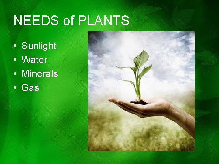 NEEDS of PLANTS • • Sunlight Water Minerals Gas NEEDS of PLANTS • • Sunlight Water Minerals Gas