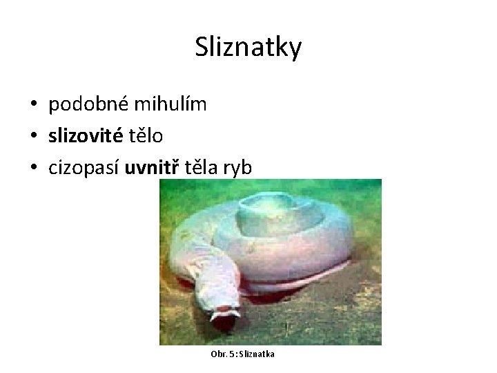 Sliznatky • podobné mihulím • slizovité tělo • cizopasí uvnitř těla ryb Obr. 5: