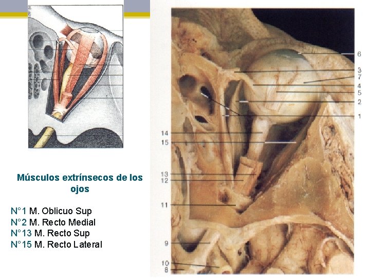 Músculos extrínsecos de los ojos N° 1 M. Oblicuo Sup N° 2 M. Recto