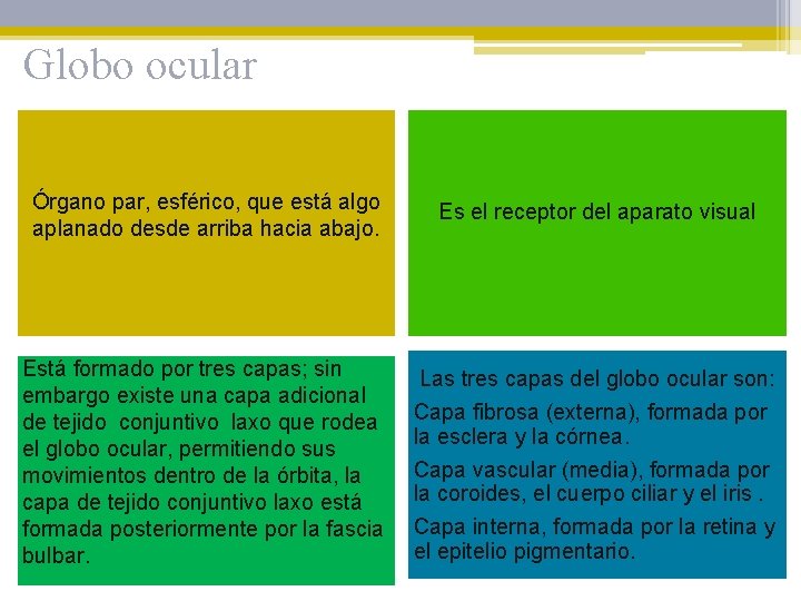 Globo ocular Órgano par, esférico, que está algo aplanado desde arriba hacia abajo. Es