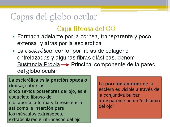 Capas del globo ocular Capa fibrosa del GO • Formada adelante por la cornea,