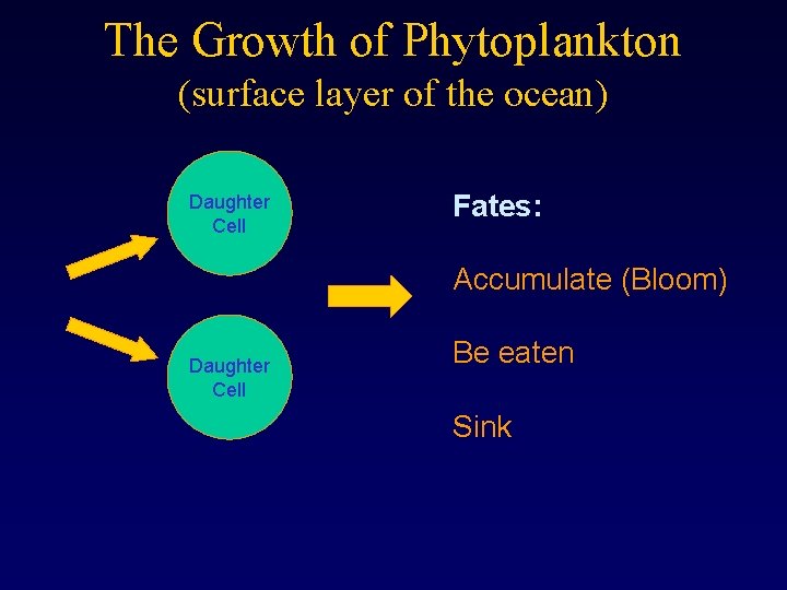 The Growth of Phytoplankton (surface layer of the ocean) Daughter Cell Fates: Accumulate (Bloom)