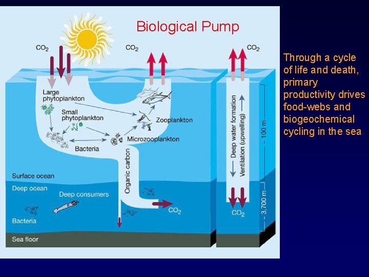 Biological Pump Through a cycle of life and death, primary productivity drives food-webs and