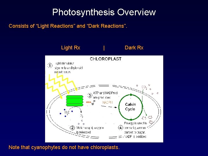 Photosynthesis Overview Consists of “Light Reactions” and “Dark Reactions”. Light Rx | Note that