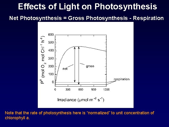 Effects of Light on Photosynthesis Net Photosynthesis = Gross Photosynthesis - Respiration Note that