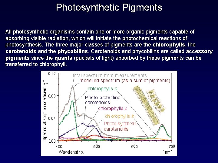 Photosynthetic Pigments All photosynthetic organisms contain one or more organic pigments capable of absorbing