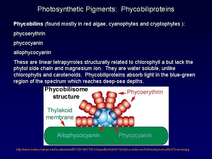 Photosynthetic Pigments: Phycobiliproteins Phycobilins (found mostly in red algae, cyanophytes and cryptophytes ): phycoerythrin