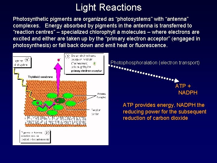 Light Reactions Photosynthetic pigments are organized as “photosystems” with “antenna” complexes. Energy absorbed by
