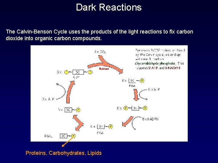Dark Reactions The Calvin-Benson Cycle uses the products of the light reactions to fix
