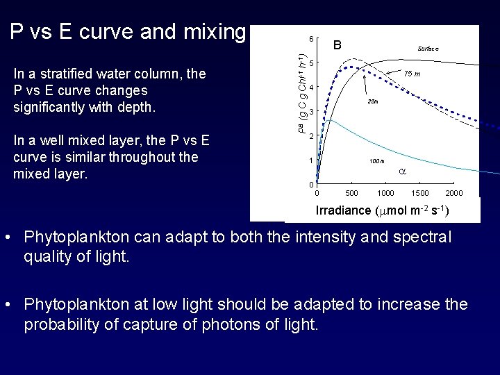 P vs E curve and mixing In a well mixed layer, the P vs