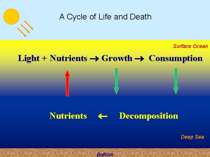 A Cycle of Life and Death Surface Ocean Light + Nutrients Growth Consumption Nutrients