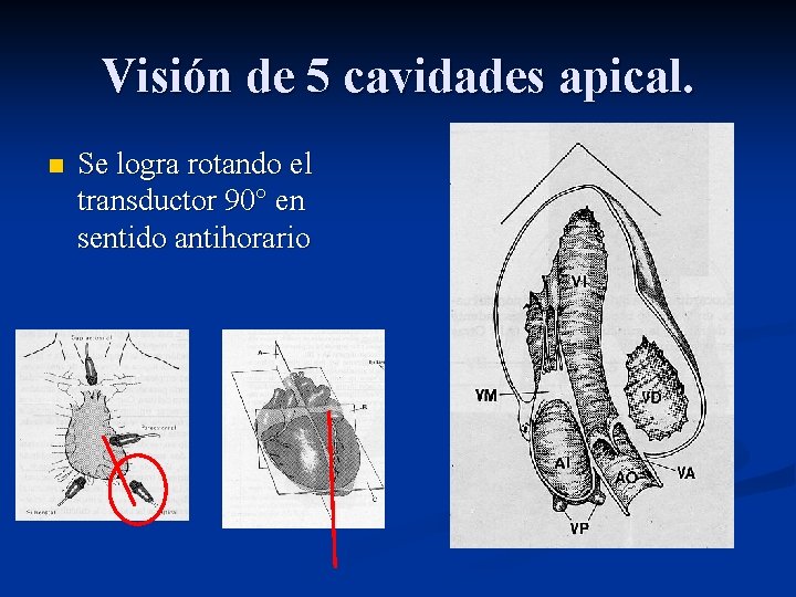 Visión de 5 cavidades apical. n Se logra rotando el transductor 90° en sentido