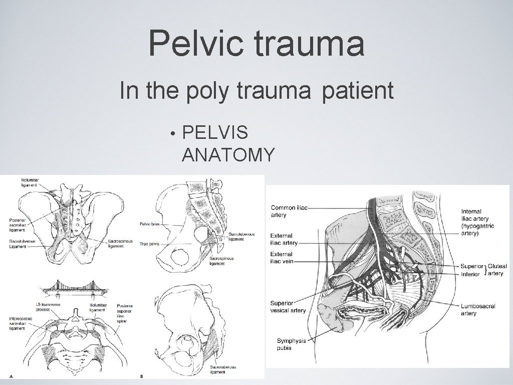 Pelvic trauma In the poly trauma patient • PELVIS ANATOMY 