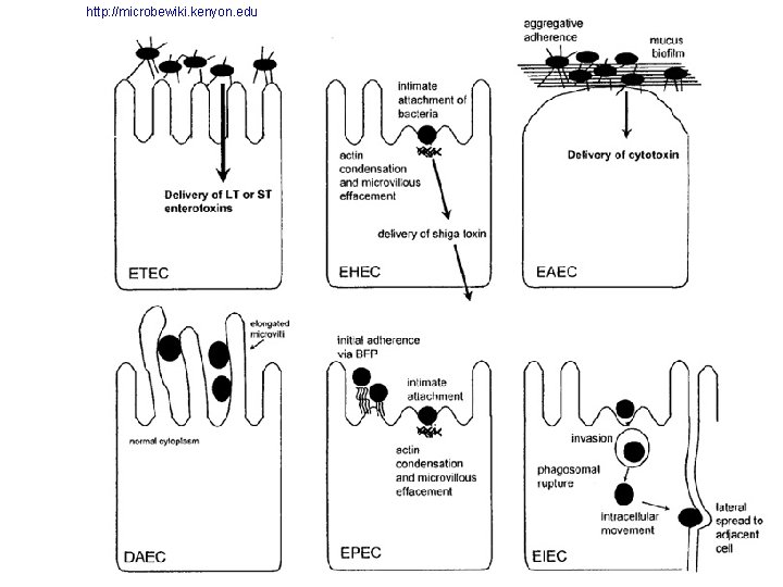 http: //microbewiki. kenyon. edu 