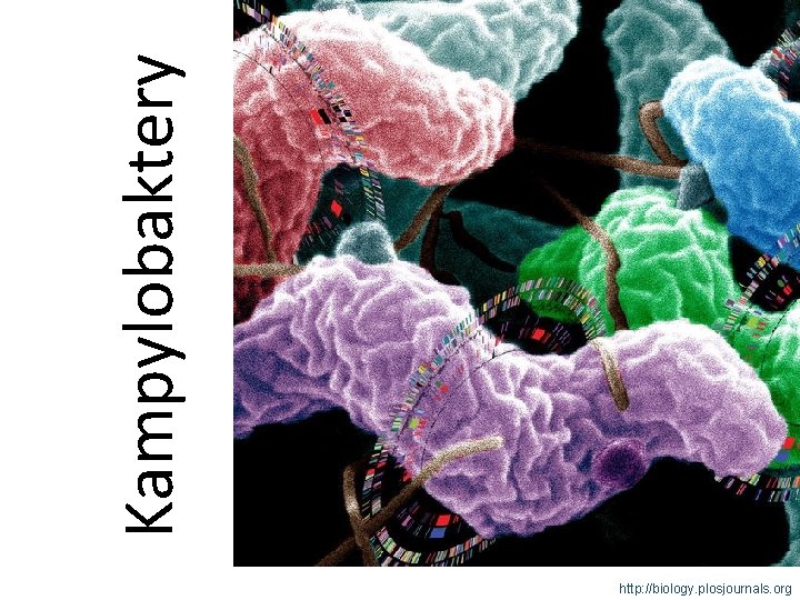 Kampylobaktery http: //biology. plosjournals. org 