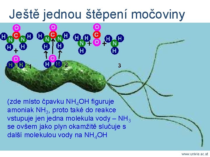 Ještě jednou štěpení močoviny (zde místo čpavku NH 4 OH figuruje amoniak NH 3,