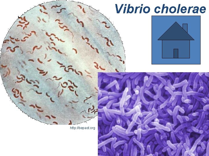 Vibrio cholerae http: //bepast. org 