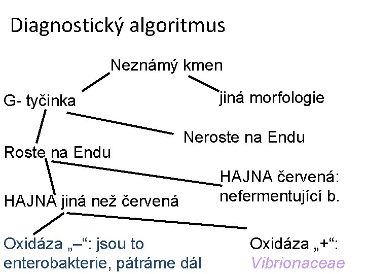 Diagnostický algoritmus Neznámý kmen jiná morfologie G- tyčinka Roste na Endu Neroste na Endu