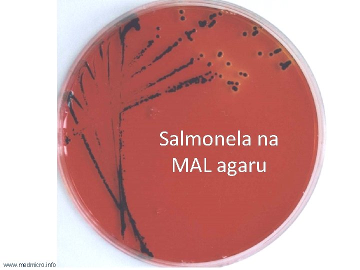 Salmonela na MAL agaru www. medmicro. info 