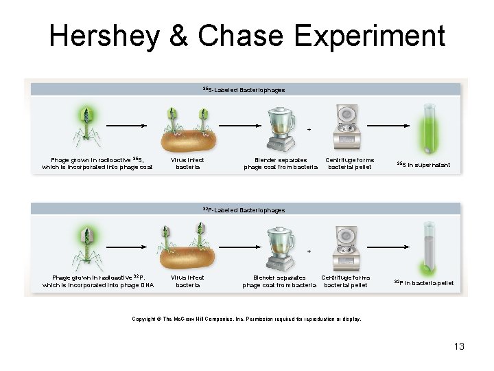 Hershey & Chase Experiment 35 S-Labeled Bacteriophages + Phage grown in radioactive 35 S,