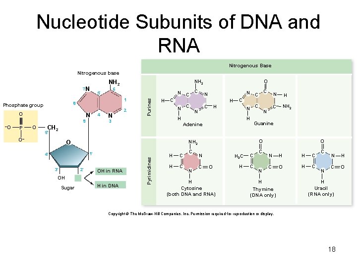 Nucleotide Subunits of DNA and RNA Nitrogenous Base Nitrogenous base 1 8 Phosphate group