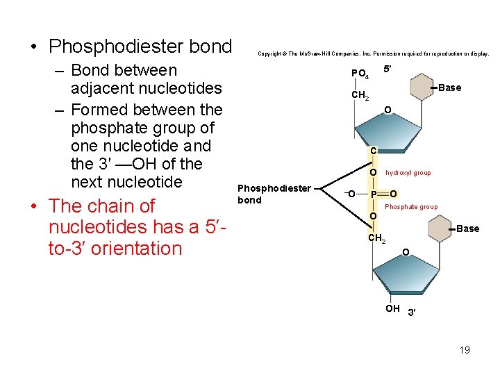  • Phosphodiester bond – Bond between adjacent nucleotides – Formed between the phosphate